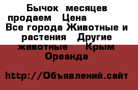 Бычок 6месяцев продаем › Цена ­ 20 000 - Все города Животные и растения » Другие животные   . Крым,Ореанда